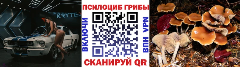 Галлюциногенные грибы Psilocybine cubensis  Бирюсинск 